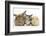 Sandy Rabbit, Tabby Tortoiseshell Maine Coon-Cross Kitten, 7 Weeks, and Yellow Guinea Pig-Mark Taylor-Framed Photographic Print