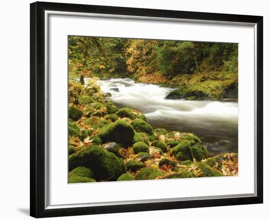 Sandy River in Autumn, Welches, Oregon, USA-Michel Hersen-Framed Photographic Print