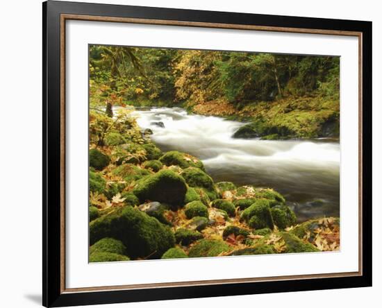 Sandy River in Autumn, Welches, Oregon, USA-Michel Hersen-Framed Photographic Print