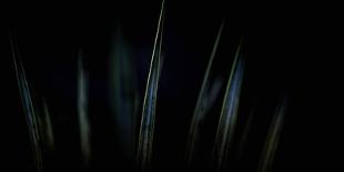 Tall Common Reed Stems Dancing in Wind-Sanghwan Kim-Mounted Photographic Print