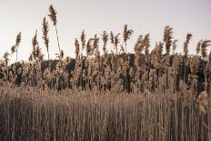 Tall Common Reed Stems Dancing in Wind-Sanghwan Kim-Framed Premier Image Canvas
