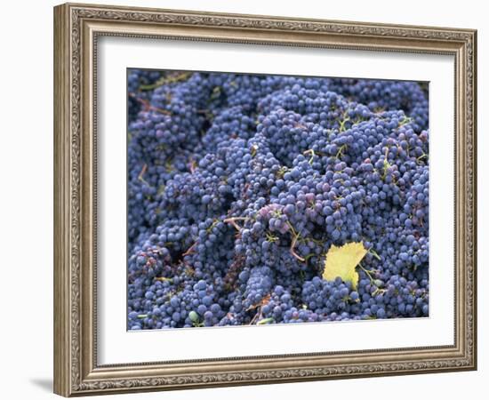 Sangiovese Grapes, Chianti, Tuscany, Italy, Europe-Newton Michael-Framed Photographic Print