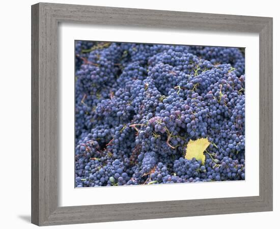 Sangiovese Grapes, Chianti, Tuscany, Italy, Europe-Newton Michael-Framed Photographic Print