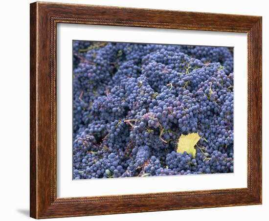 Sangiovese Grapes, Chianti, Tuscany, Italy, Europe-Newton Michael-Framed Photographic Print