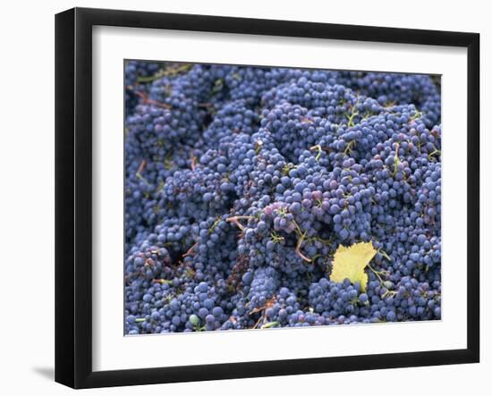 Sangiovese Grapes, Chianti, Tuscany, Italy, Europe-Newton Michael-Framed Photographic Print