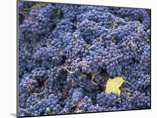 Sangiovese Grapes, Chianti, Tuscany, Italy, Europe-Newton Michael-Mounted Photographic Print