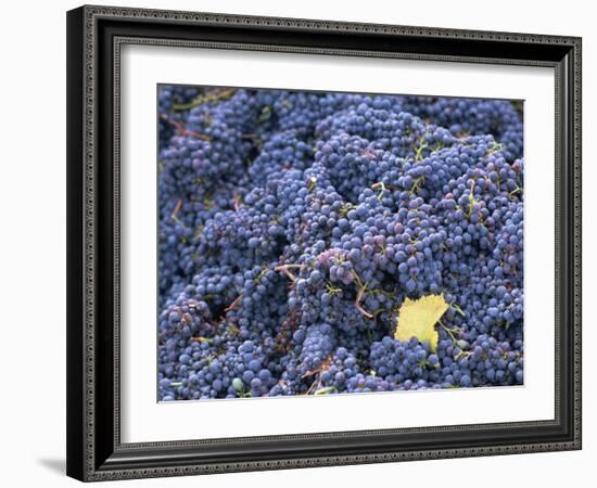 Sangiovese Grapes, Chianti, Tuscany, Italy, Europe-Newton Michael-Framed Photographic Print