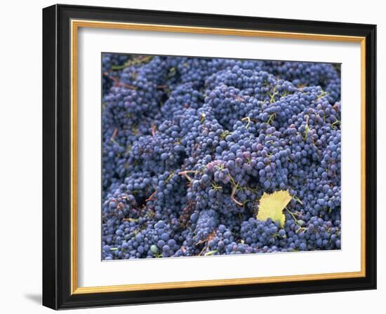 Sangiovese Grapes, Chianti, Tuscany, Italy, Europe-Newton Michael-Framed Photographic Print