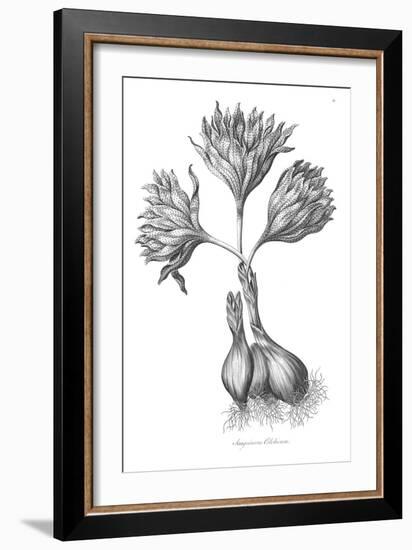 Sanguineous Colchicum-Porter Design-Framed Giclee Print