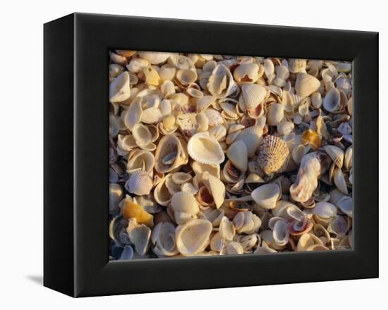 Sanibel Island, Famous for the Millions of Shells That Wash up on Its Beaches, Florida, USA-Fraser Hall-Framed Premier Image Canvas