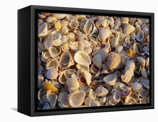 Sanibel Island, Famous for the Millions of Shells That Wash up on Its Beaches, Florida, USA-Fraser Hall-Framed Premier Image Canvas