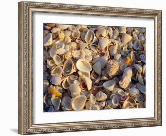 Sanibel Island, Famous for the Millions of Shells That Wash up on Its Beaches, Florida, USA-Fraser Hall-Framed Photographic Print