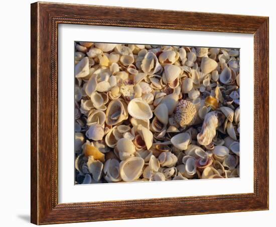Sanibel Island, Famous for the Millions of Shells That Wash up on Its Beaches, Florida, USA-Fraser Hall-Framed Photographic Print
