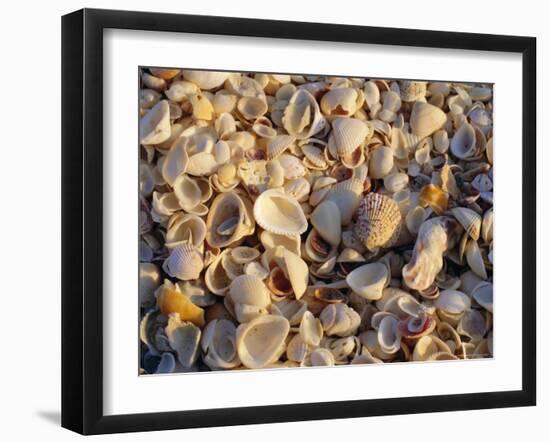 Sanibel Island, Famous for the Millions of Shells That Wash up on Its Beaches, Florida, USA-Fraser Hall-Framed Photographic Print