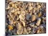 Sanibel Island, Famous for the Millions of Shells That Wash up on Its Beaches, Florida, USA-Fraser Hall-Mounted Photographic Print