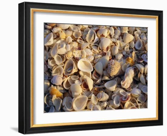 Sanibel Island, Famous for the Millions of Shells That Wash up on Its Beaches, Florida, USA-Fraser Hall-Framed Photographic Print