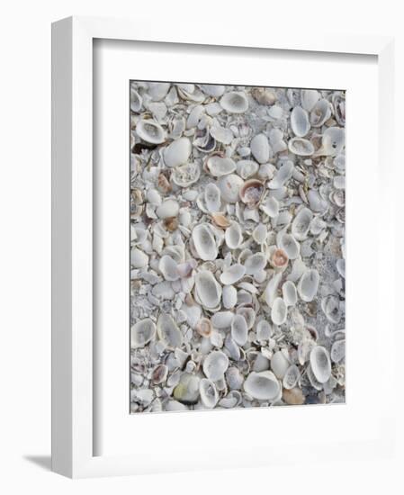 Sanibel Seashells, Sanibel Island, Florida, USA-Walter Bibikow-Framed Photographic Print