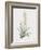 Sansevieria Zeylancia-Pierre Joseph Redoute-Framed Giclee Print