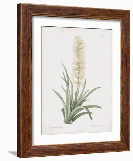 Sansevieria Zeylancia-Pierre Joseph Redoute-Framed Giclee Print