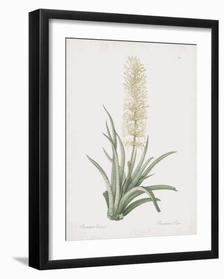 Sansevieria Zeylancia-Pierre Joseph Redoute-Framed Giclee Print