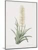 Sansevieria Zeylancia-Pierre Joseph Redoute-Mounted Giclee Print