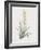 Sansevieria Zeylancia-Pierre Joseph Redoute-Framed Giclee Print