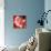 Santa 3 Stockings-Chris Consani-Premium Giclee Print displayed on a wall