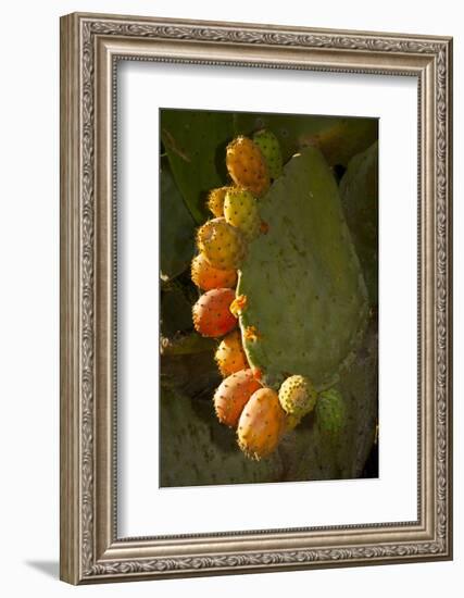 Santa Barbara, Mountain Drive Home, Bodine, Prickly Pear in Fruit-Alison Jones-Framed Photographic Print