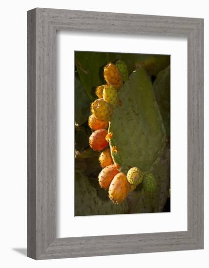 Santa Barbara, Mountain Drive Home, Bodine, Prickly Pear in Fruit-Alison Jones-Framed Photographic Print