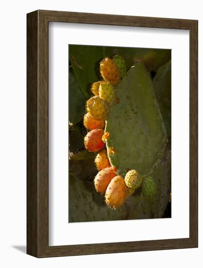 Santa Barbara, Mountain Drive Home, Bodine, Prickly Pear in Fruit-Alison Jones-Framed Photographic Print