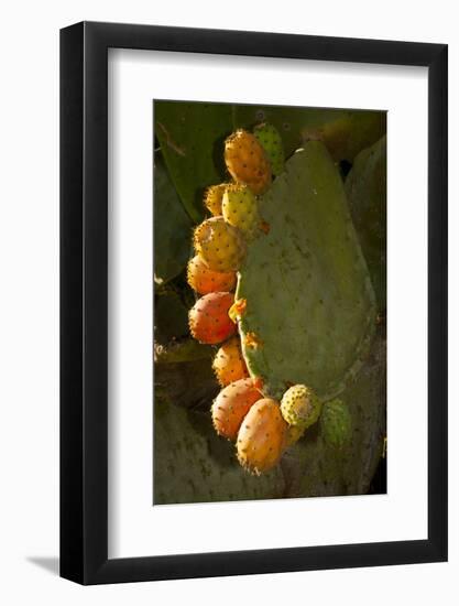 Santa Barbara, Mountain Drive Home, Bodine, Prickly Pear in Fruit-Alison Jones-Framed Photographic Print