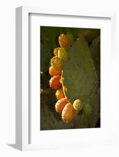 Santa Barbara, Mountain Drive Home, Bodine, Prickly Pear in Fruit-Alison Jones-Framed Photographic Print