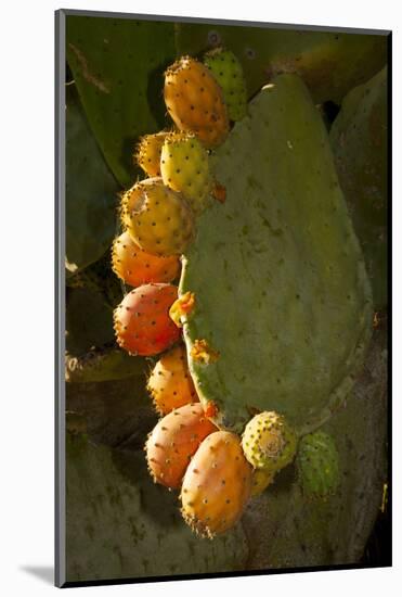 Santa Barbara, Mountain Drive Home, Bodine, Prickly Pear in Fruit-Alison Jones-Mounted Photographic Print