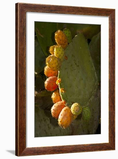 Santa Barbara, Mountain Drive Home, Bodine, Prickly Pear in Fruit-Alison Jones-Framed Photographic Print