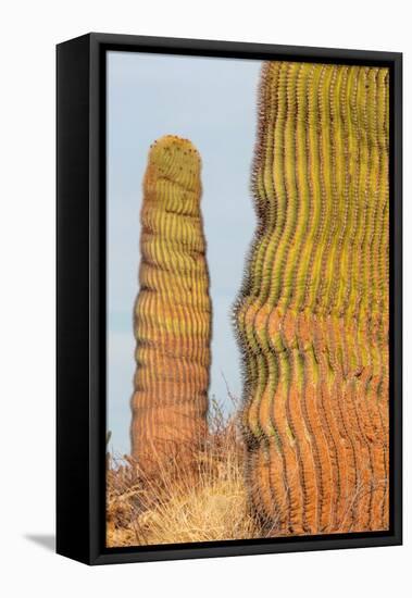 Santa Catalina barrel cactus, Sea of Cortez, Mexico-Claudio Contreras-Framed Premier Image Canvas