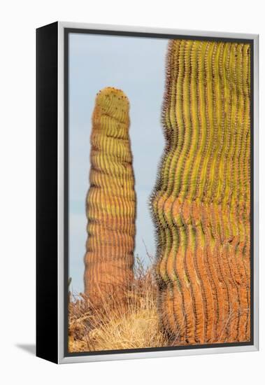 Santa Catalina barrel cactus, Sea of Cortez, Mexico-Claudio Contreras-Framed Premier Image Canvas