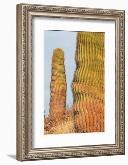 Santa Catalina barrel cactus, Sea of Cortez, Mexico-Claudio Contreras-Framed Photographic Print