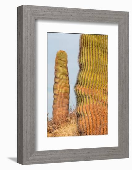 Santa Catalina barrel cactus, Sea of Cortez, Mexico-Claudio Contreras-Framed Photographic Print