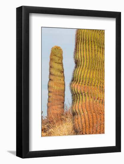 Santa Catalina barrel cactus, Sea of Cortez, Mexico-Claudio Contreras-Framed Photographic Print