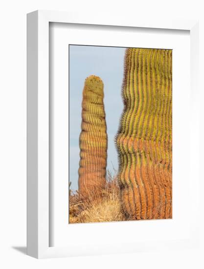 Santa Catalina barrel cactus, Sea of Cortez, Mexico-Claudio Contreras-Framed Photographic Print
