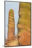 Santa Catalina barrel cactus, Sea of Cortez, Mexico-Claudio Contreras-Mounted Photographic Print