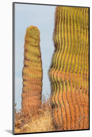 Santa Catalina barrel cactus, Sea of Cortez, Mexico-Claudio Contreras-Mounted Photographic Print