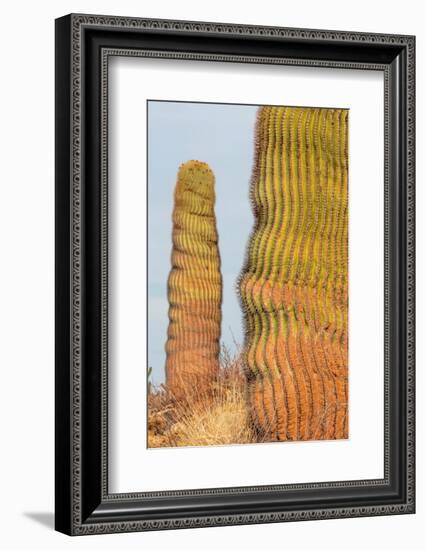 Santa Catalina barrel cactus, Sea of Cortez, Mexico-Claudio Contreras-Framed Photographic Print