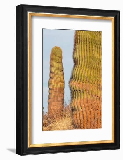 Santa Catalina barrel cactus, Sea of Cortez, Mexico-Claudio Contreras-Framed Photographic Print