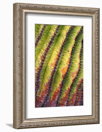 Santa Catalina barrel cactus spines close up, Mexico-Claudio Contreras-Framed Photographic Print