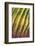 Santa Catalina barrel cactus spines close up, Mexico-Claudio Contreras-Framed Photographic Print