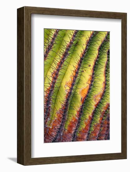 Santa Catalina barrel cactus spines close up, Mexico-Claudio Contreras-Framed Photographic Print