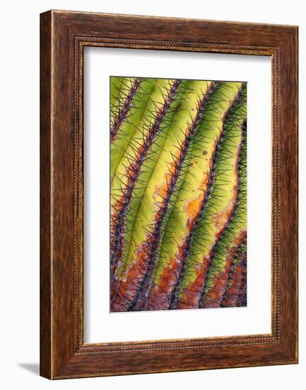 Santa Catalina barrel cactus spines close up, Mexico-Claudio Contreras-Framed Photographic Print