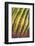 Santa Catalina barrel cactus spines close up, Mexico-Claudio Contreras-Framed Photographic Print