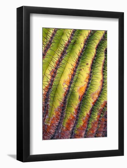 Santa Catalina barrel cactus spines close up, Mexico-Claudio Contreras-Framed Photographic Print